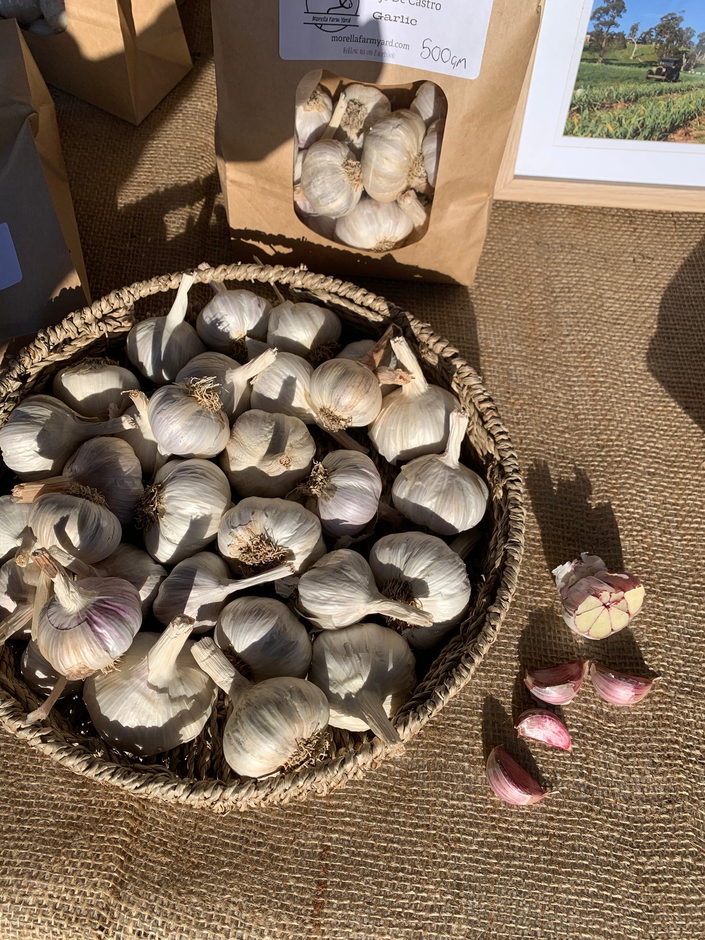 Rojo De Castro Garlic