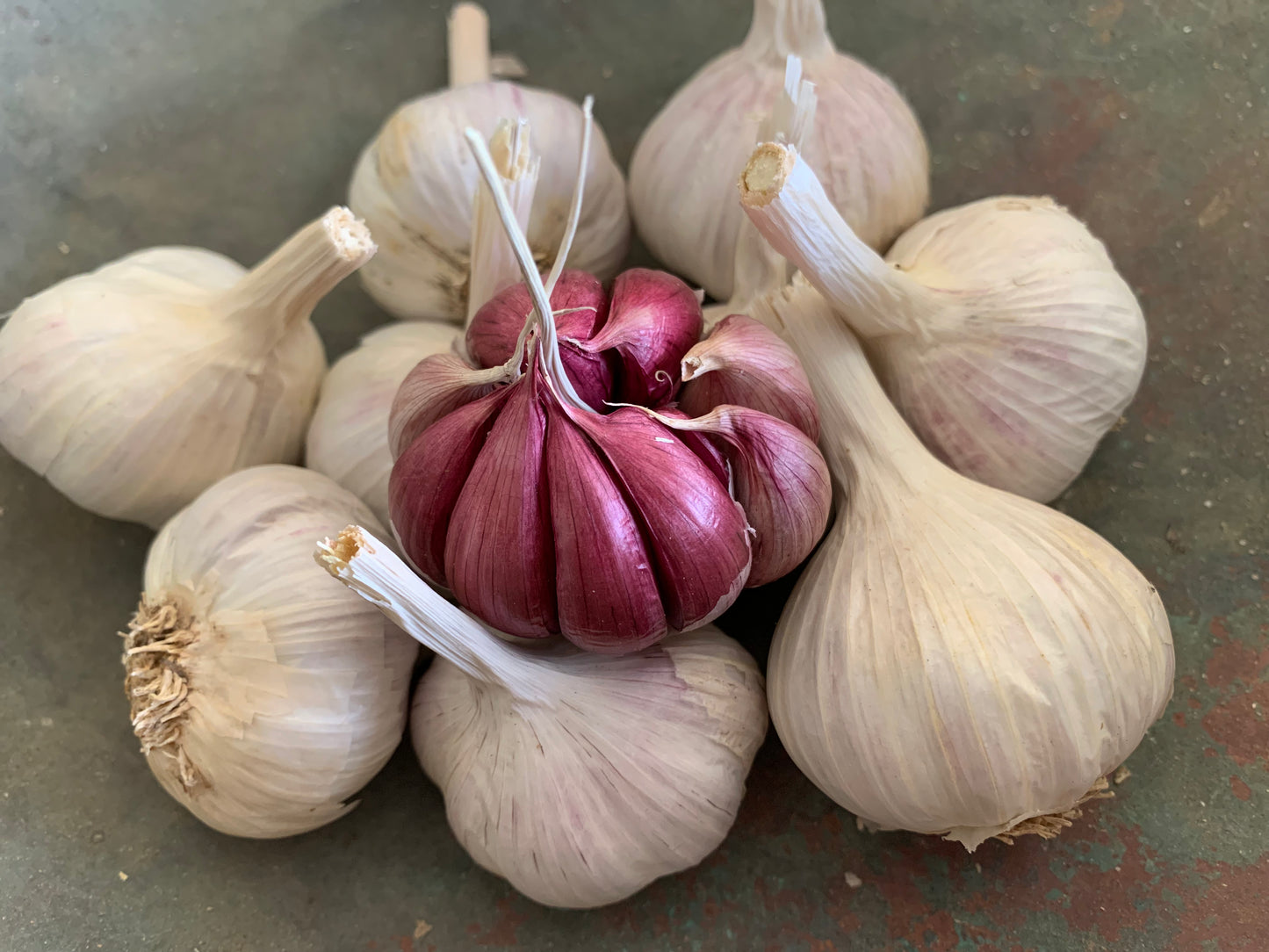 Spanish Roja Garlic