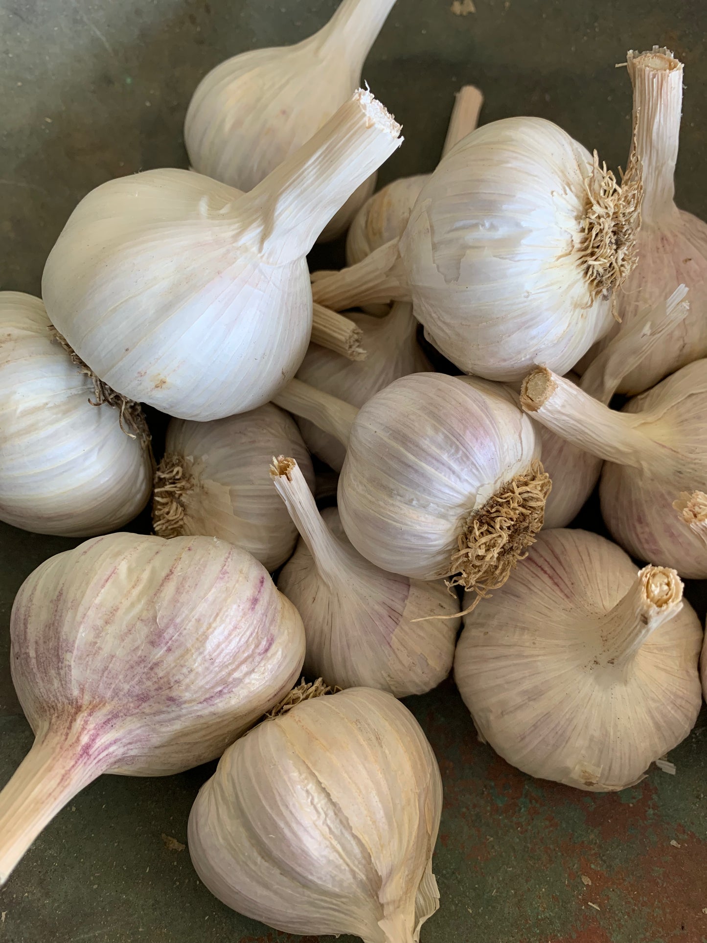 Spanish Roja Garlic