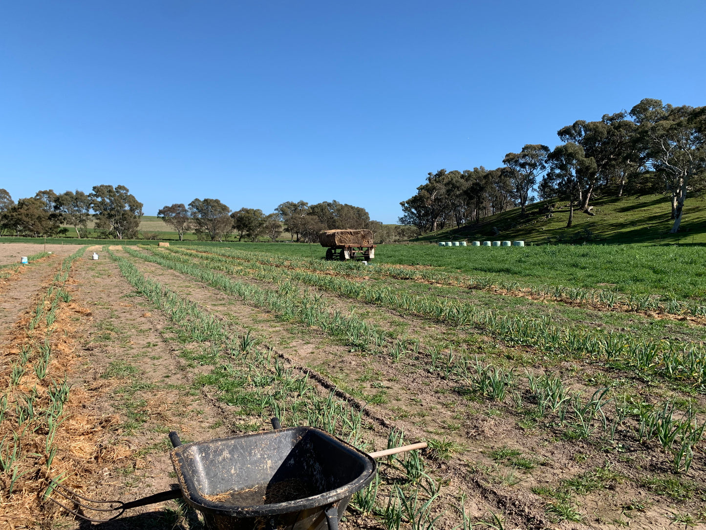 Aussie White Garlic