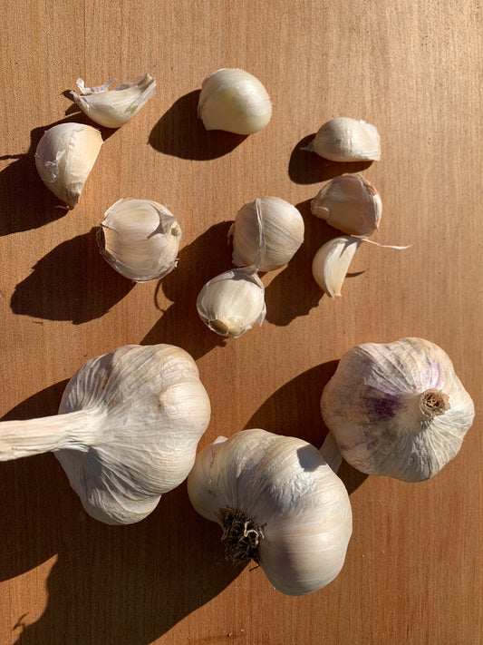 Aussie White Garlic