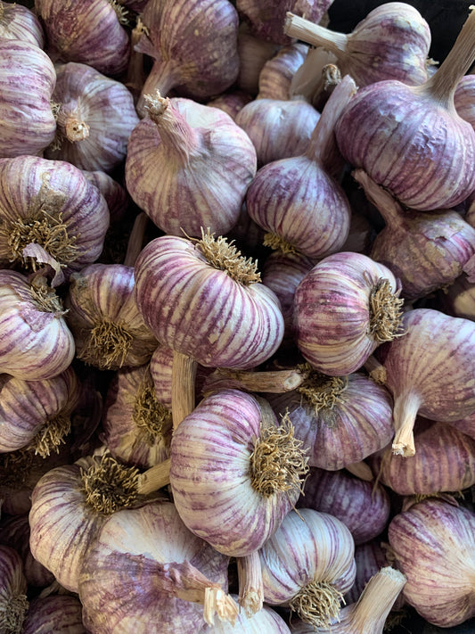Early Purple Garlic
