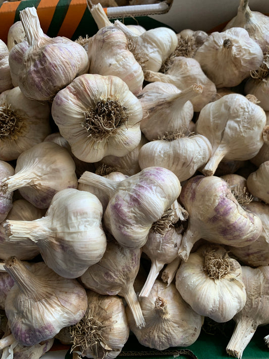 Aussie White Garlic